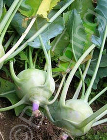 Brassica oleracea 'Korist'